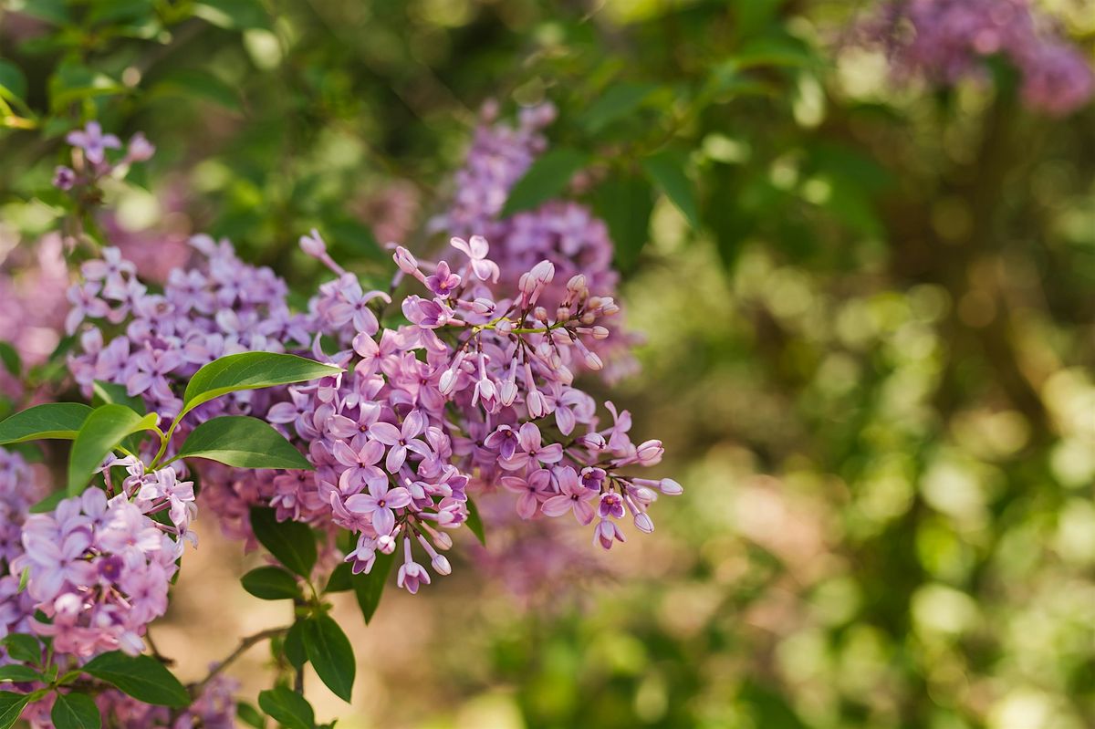 Flower City Flora Walking Tour at the Rochester Lilac Festival