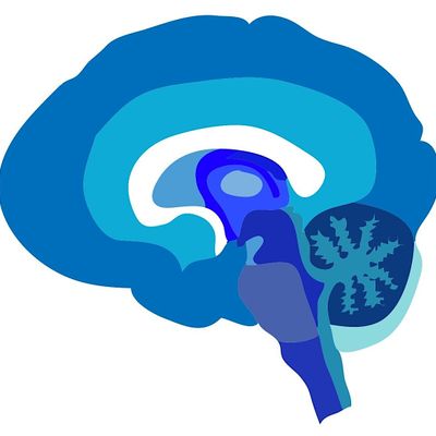 Columbia University Neuroscience Outreach (CUNO)