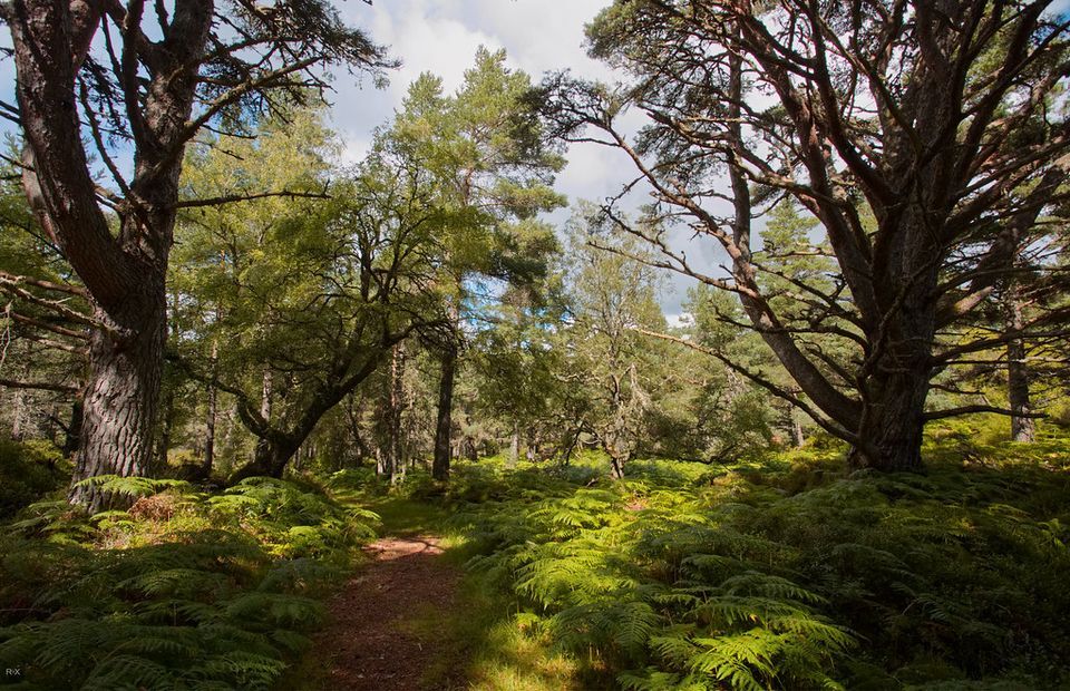 Black Wood of Rannoch - Forest Walk - FREE TRANSPORT