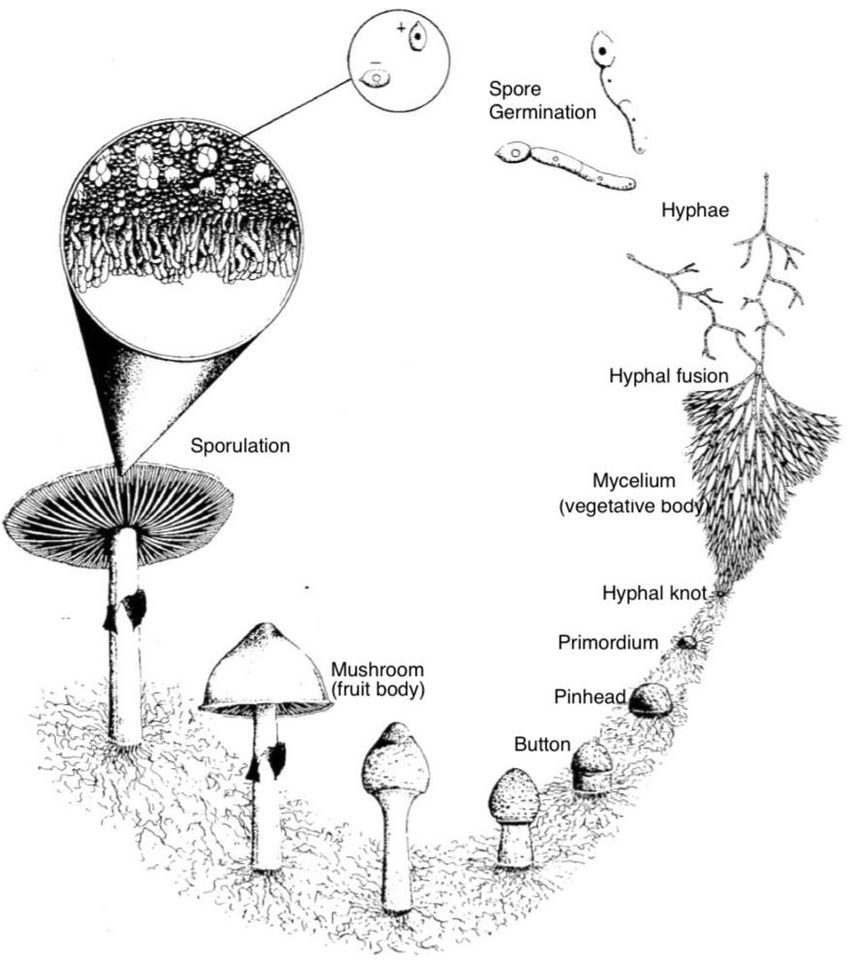 "Composting with Fungi" Oklahoma Fungi Education Class