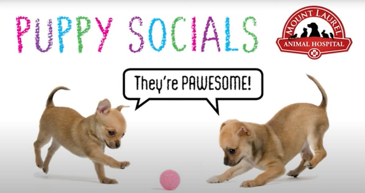 Puppy Socials 16-22 Weeks