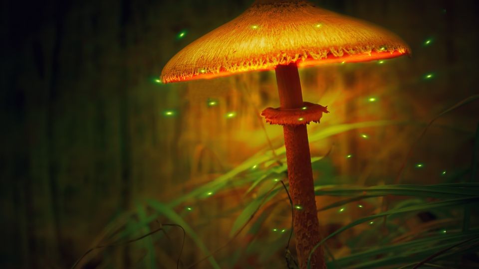 Nature's Glowing Secrets