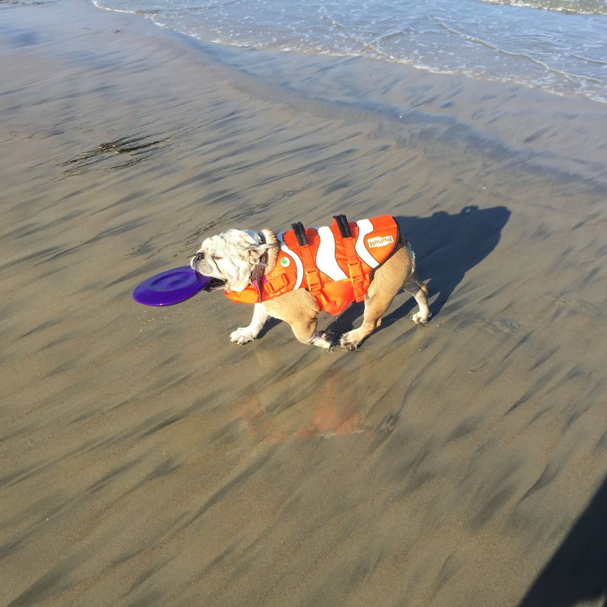 Bulldog Club of San Diego County Beach Party