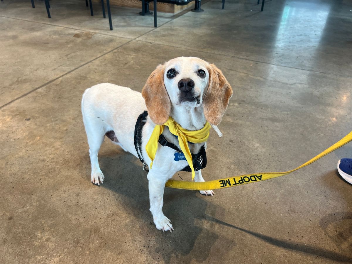 Triangle Beagle Rescue August Adopt a thon at Rosecomb Beer Garden CARY