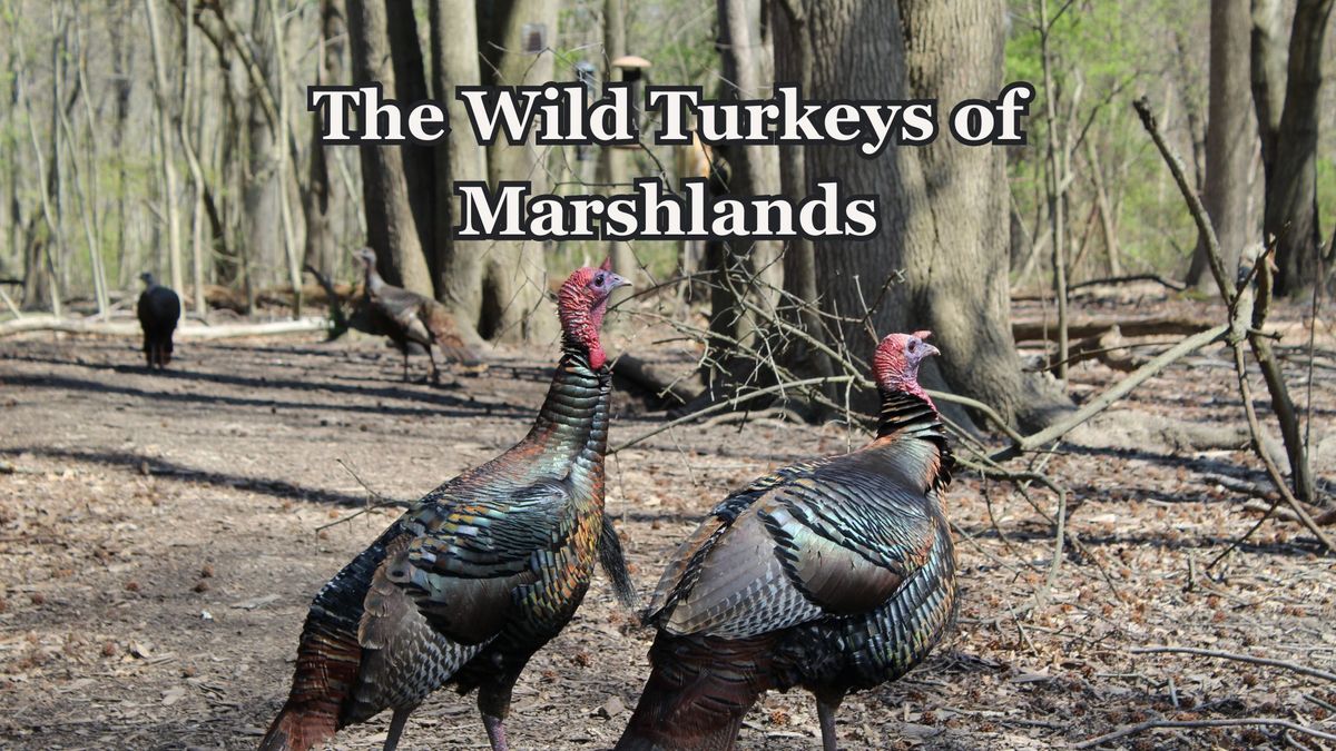 The Wild Turkeys of Marshlands