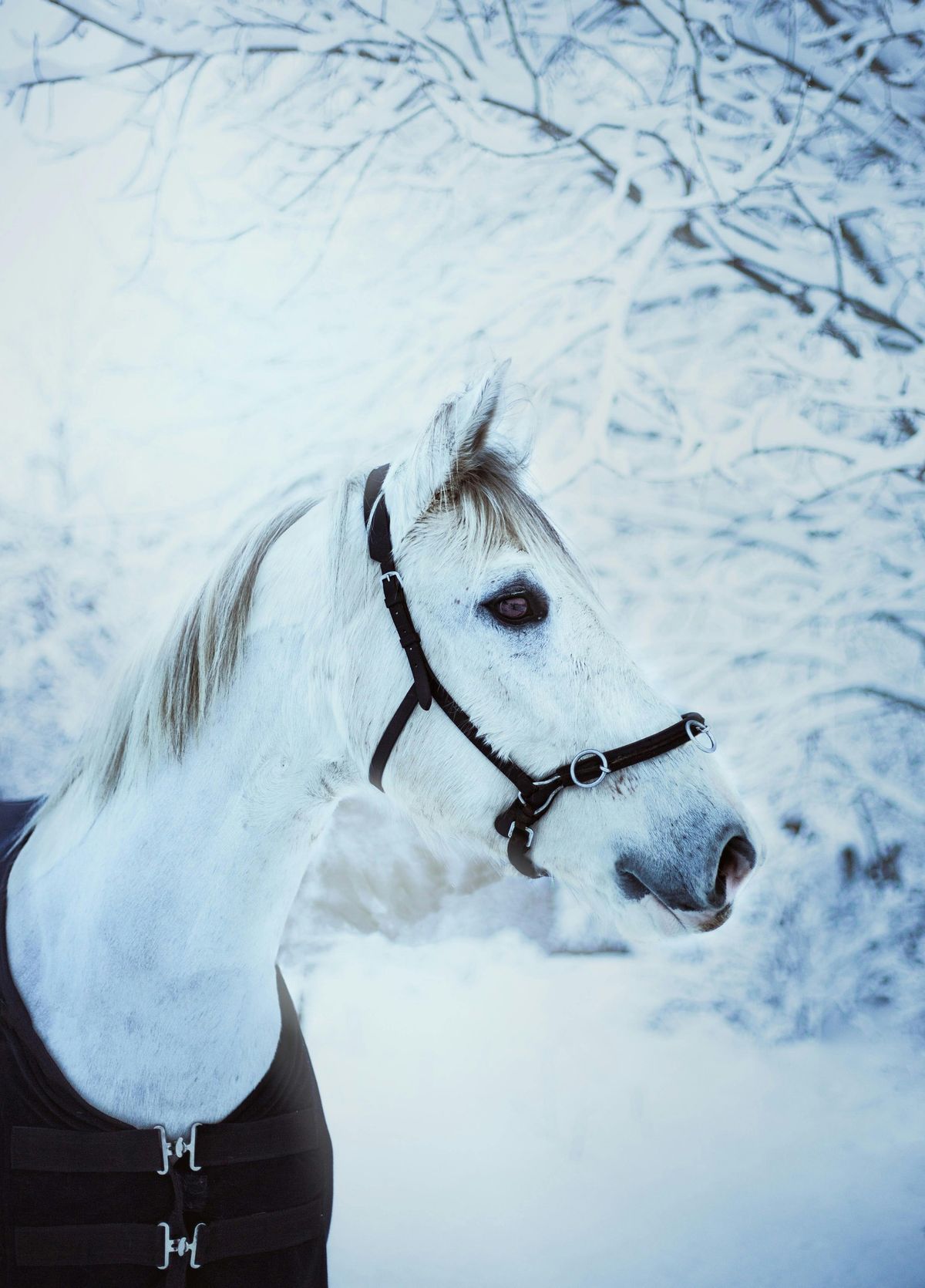 Hello Winter with Horses - Kids Horse Day Camp