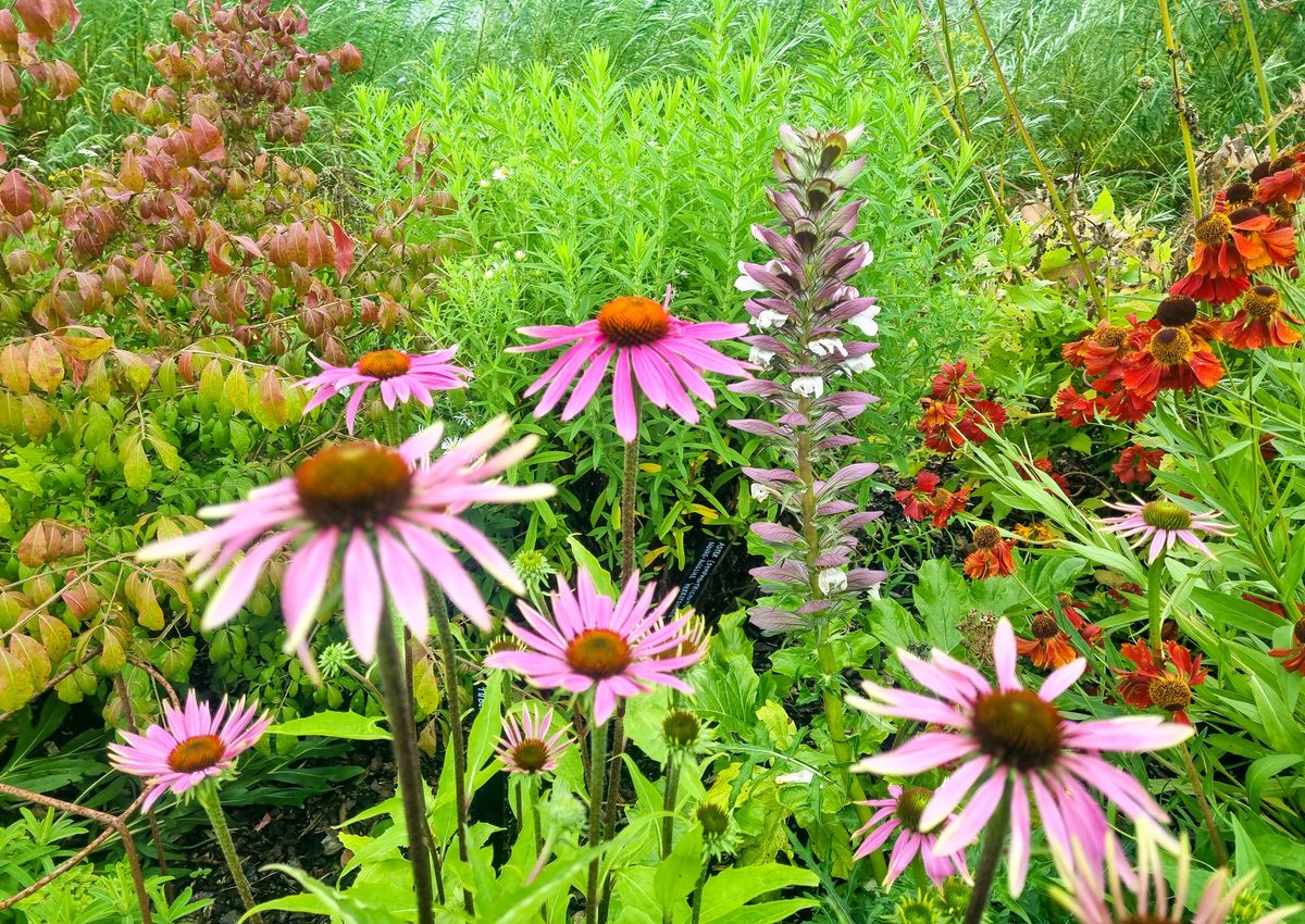 Scotland's Garden Scheme Charity Day 