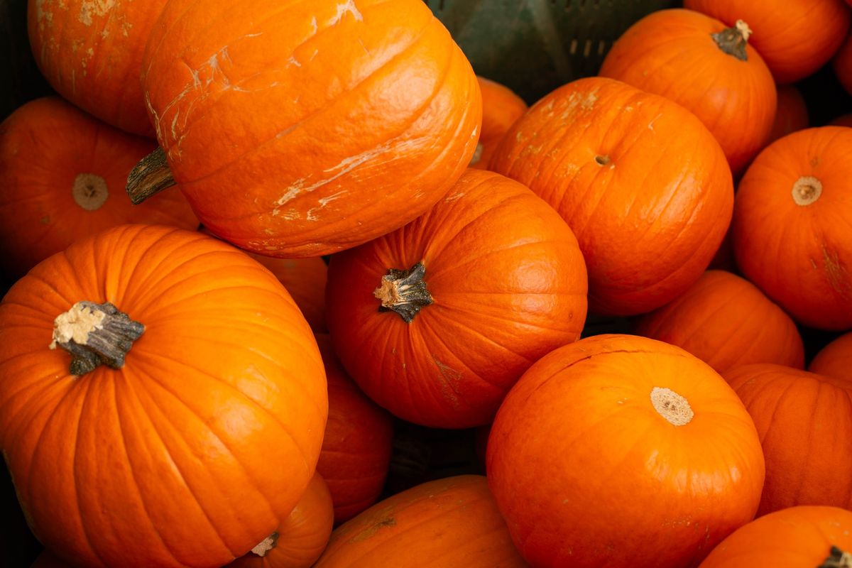 Pumpkin Composting