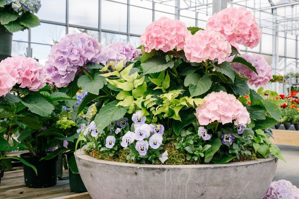 Container Wars!! - Planter Face-off -, West Coast Gardens, Langley, 29 ...