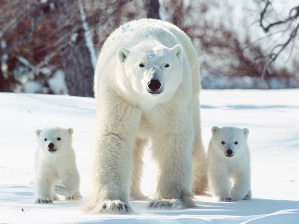 Polar Bear Awareness Day