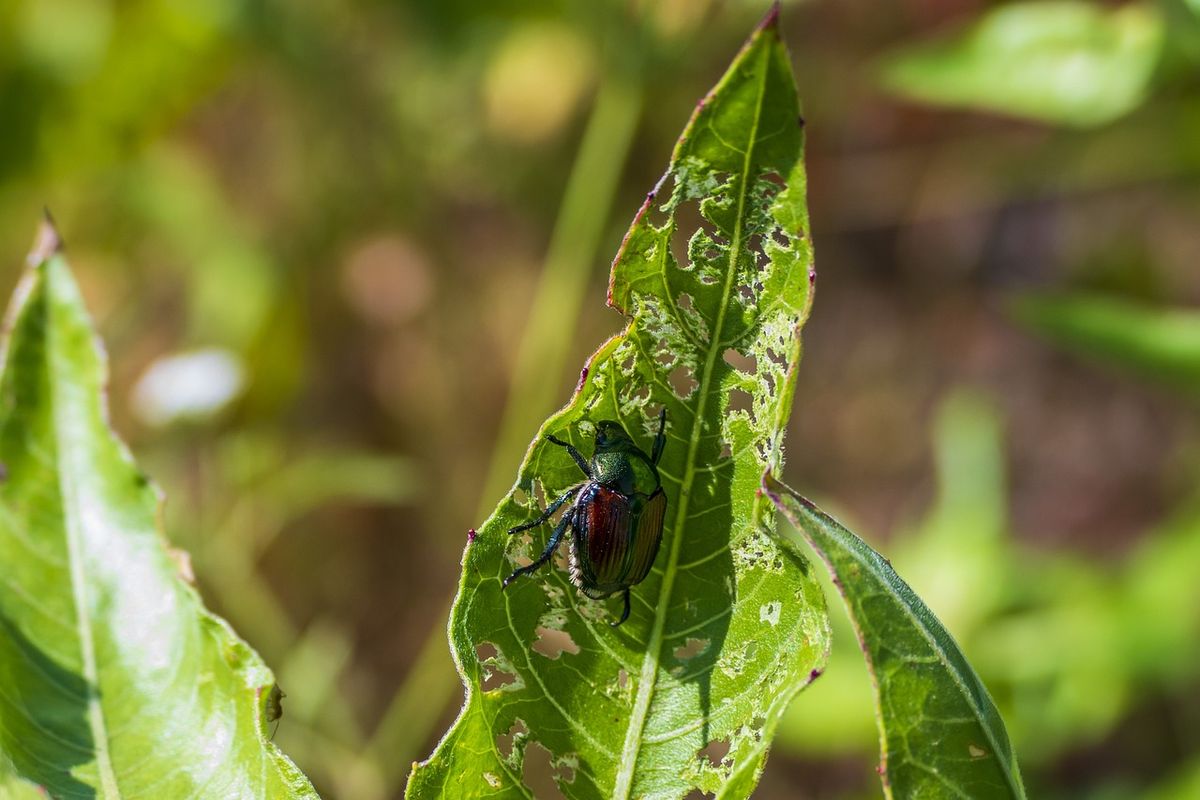 Alien Invaders: Invasive Species Workshop