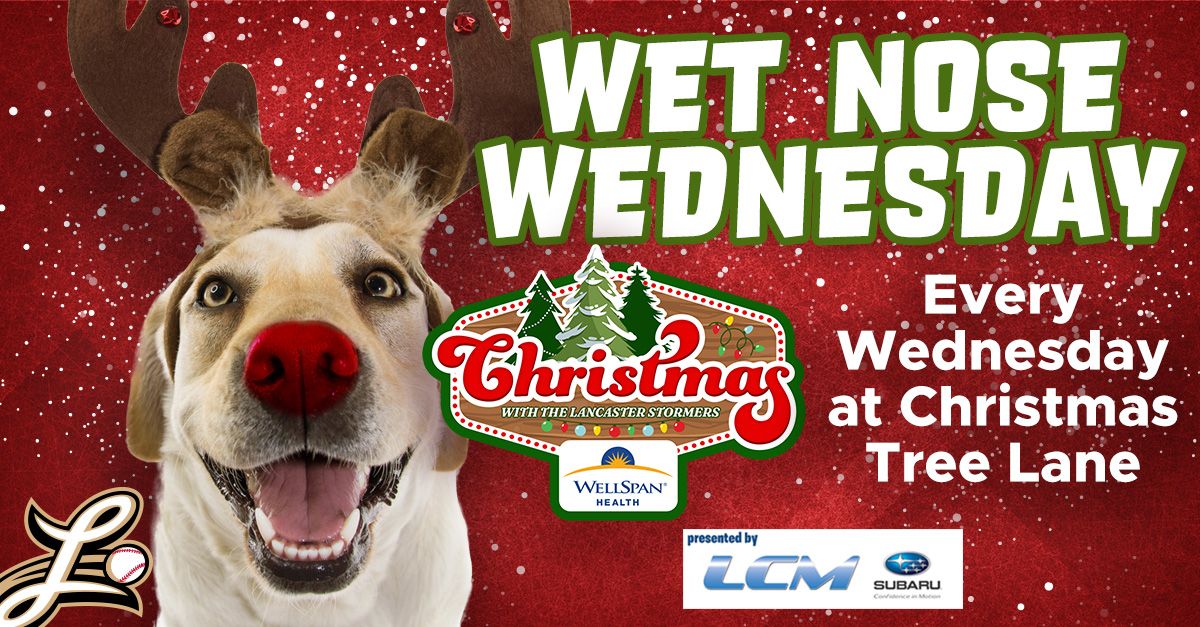 Wet Nose Wednesday at Christmas Tree Lane