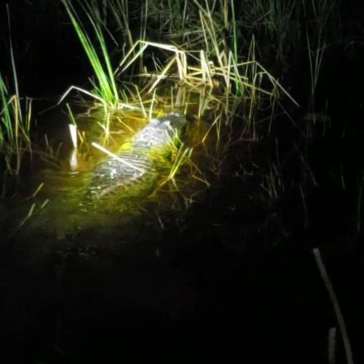 Gator Nights Everglades Airboat Eco Adventure