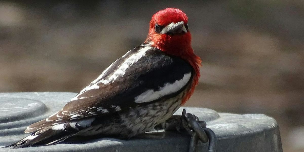 Birds of The High Meadows and Forest of Mt. San Jacinto