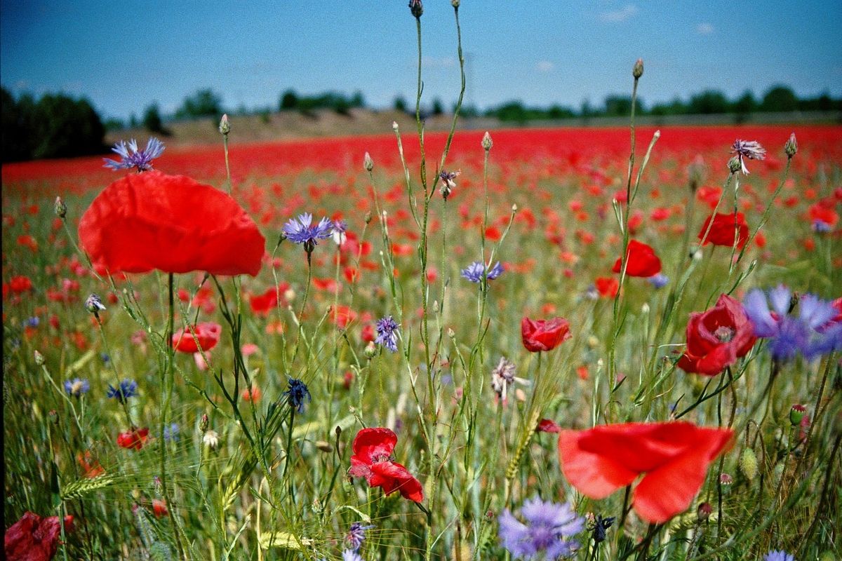 Remembrance Sunday