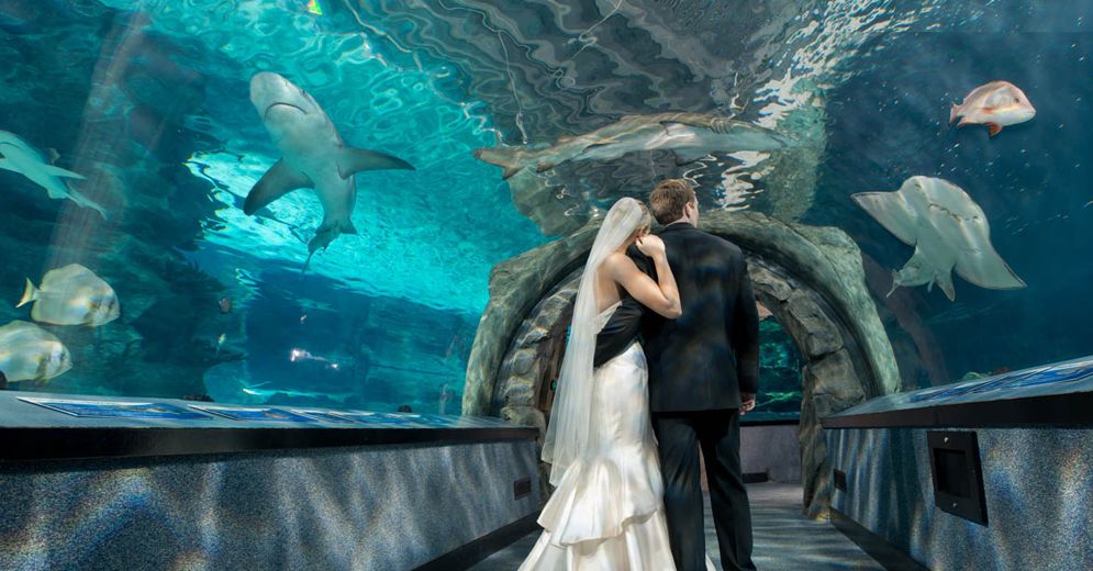 Newport Aquarium Wedding Show