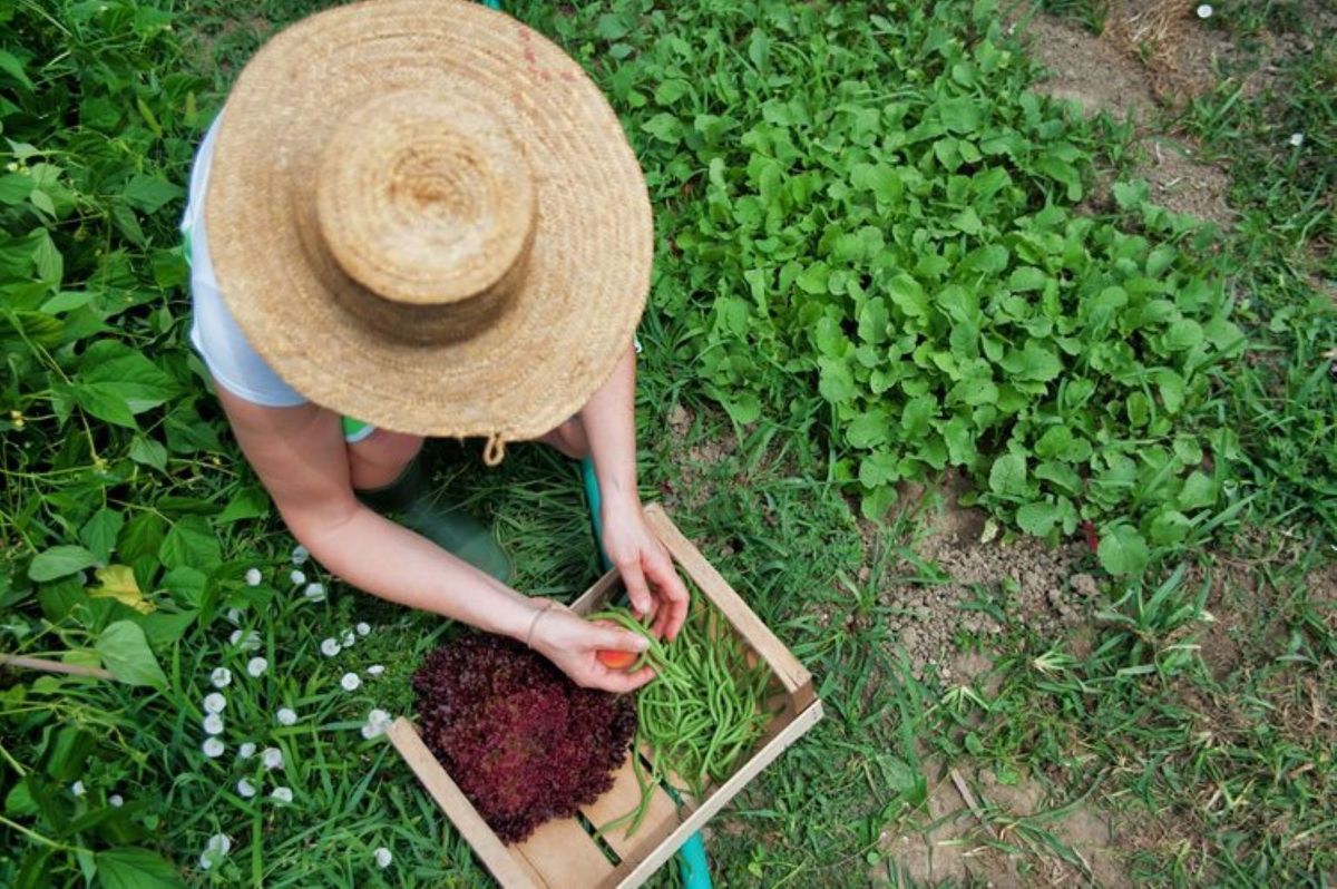 Introduction to Permaculture Course