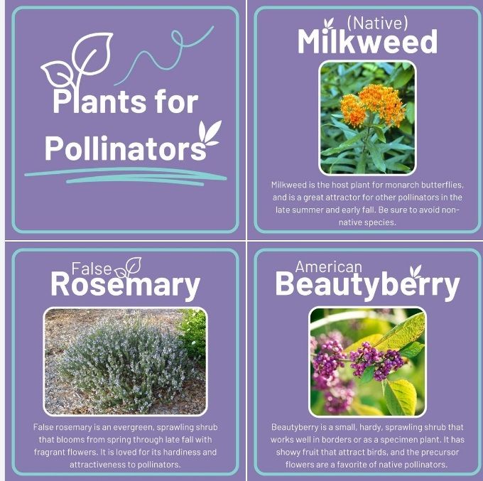 Pollinators and Butterfly Gardening