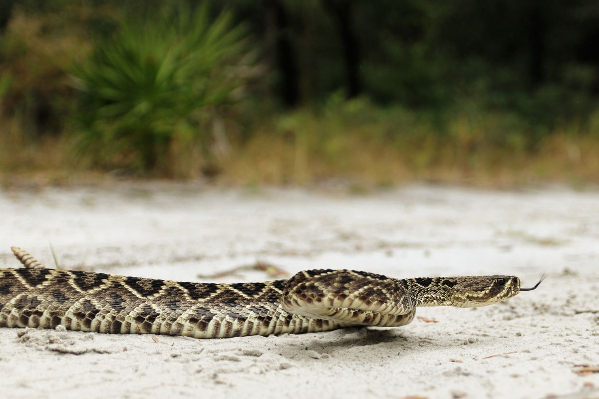 Level 1 Venomous Handling Certification Course - Gulf Breeze, FL