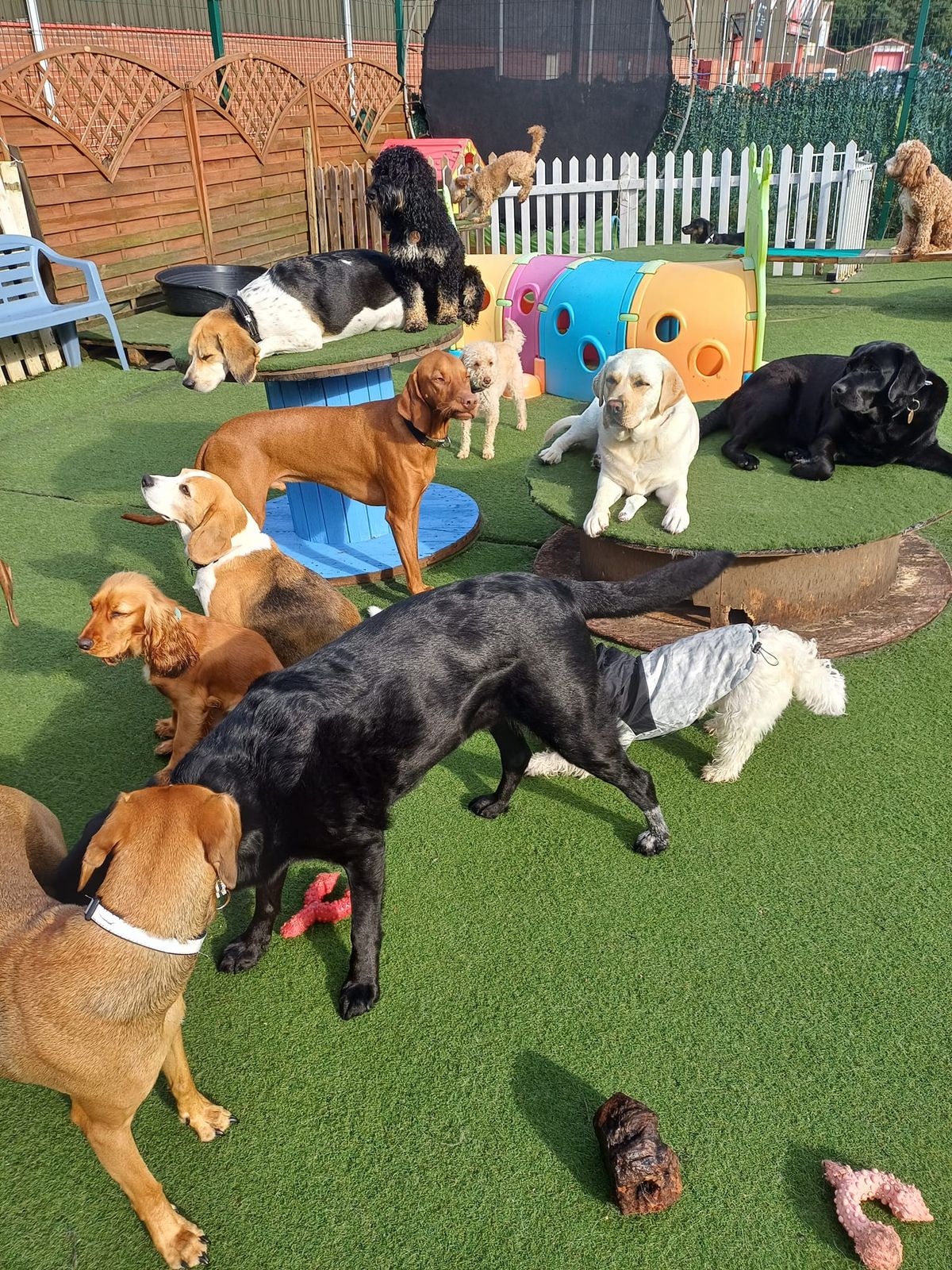 Puppy Training Class