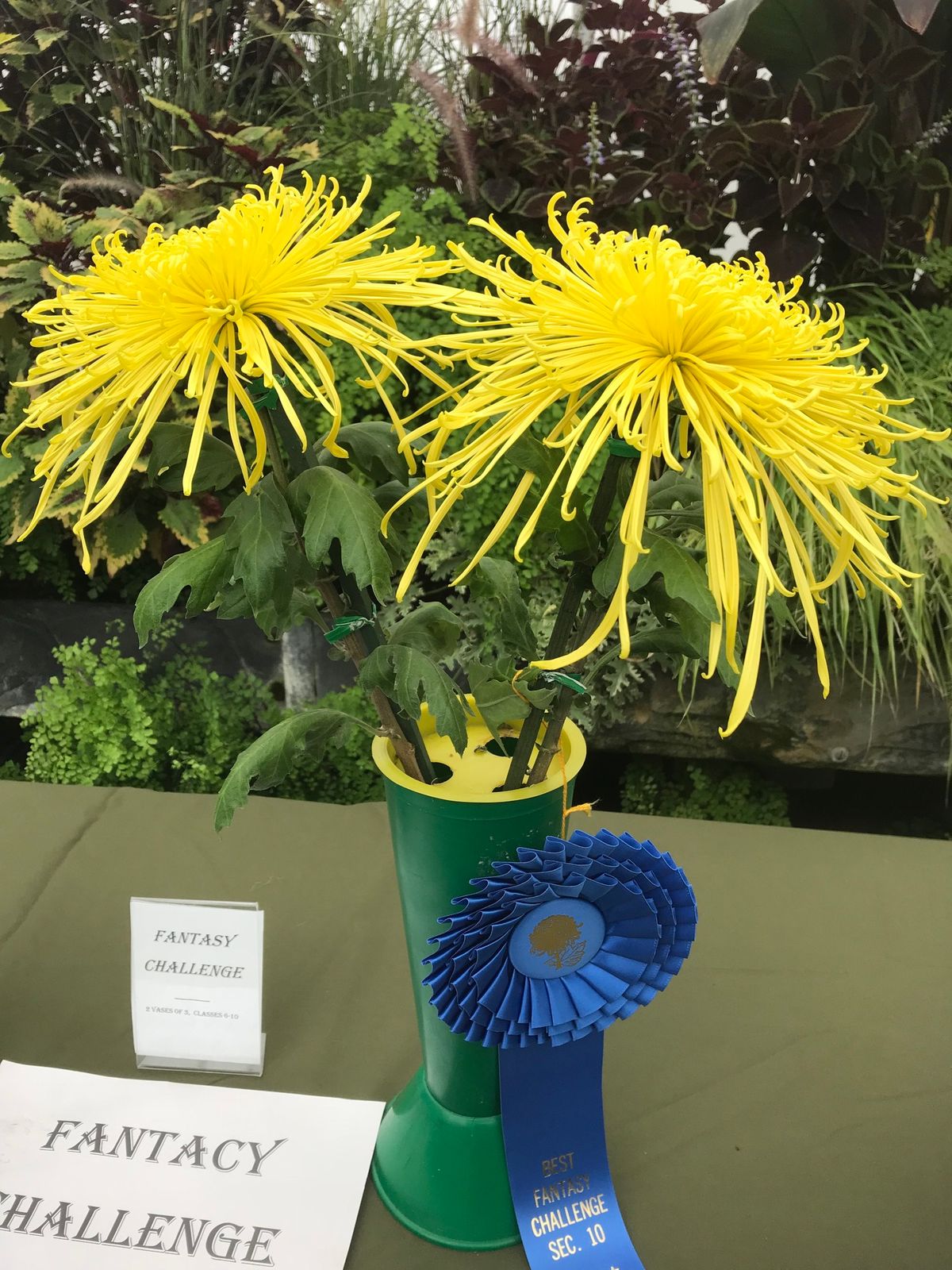 Evergreen Chrysanthemum Association Annual Fall Show