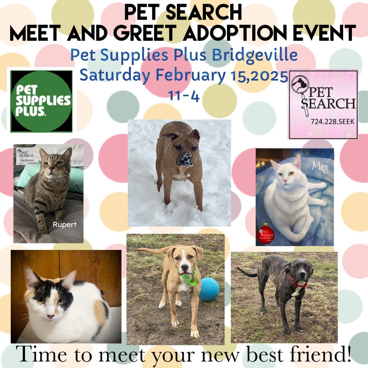 Pet Search Meet and Greet Adoption Event 