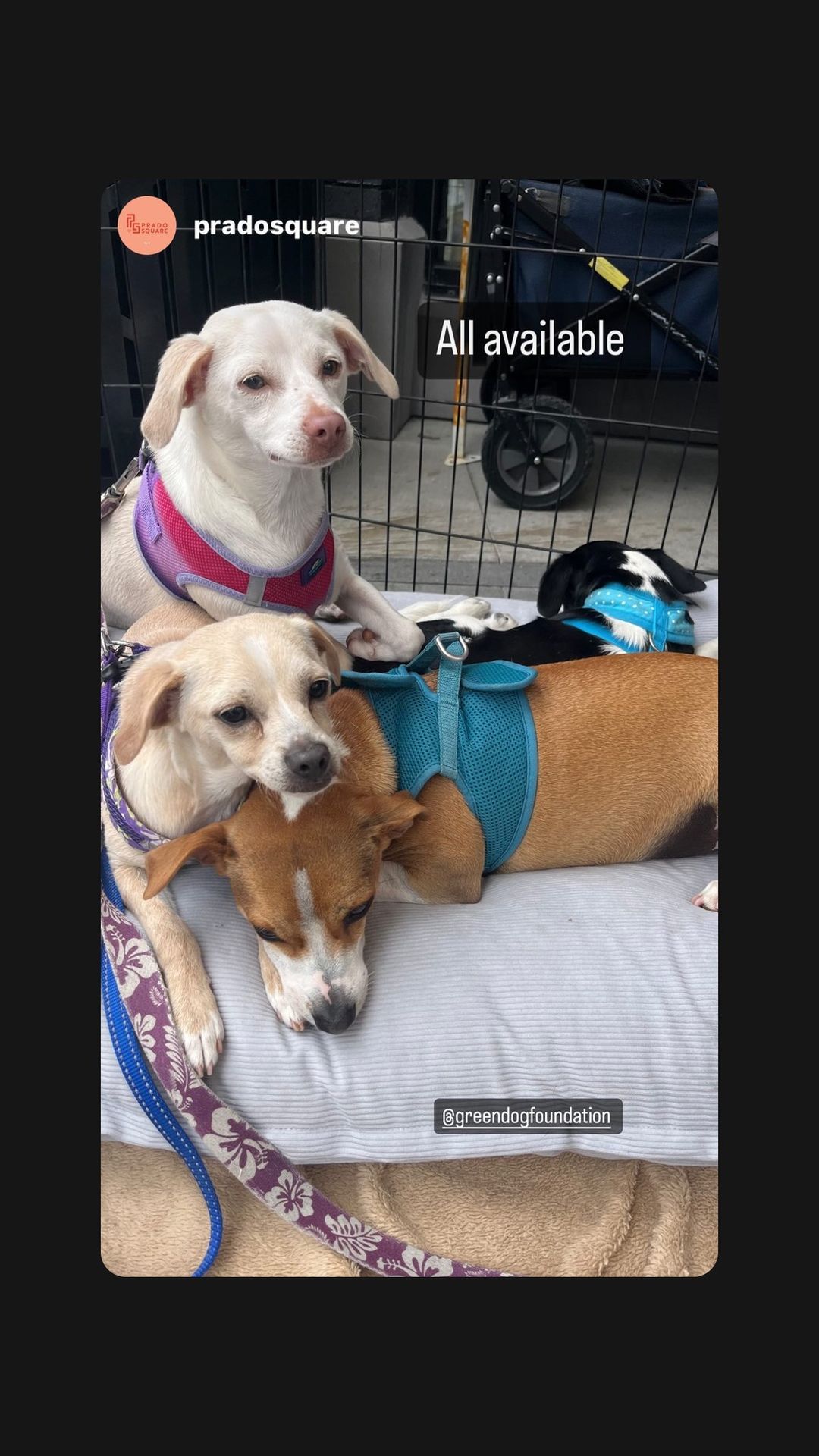 GreenDog Foundation Adoption Event