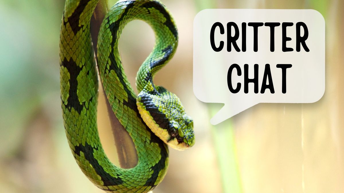 Critter Chat -October