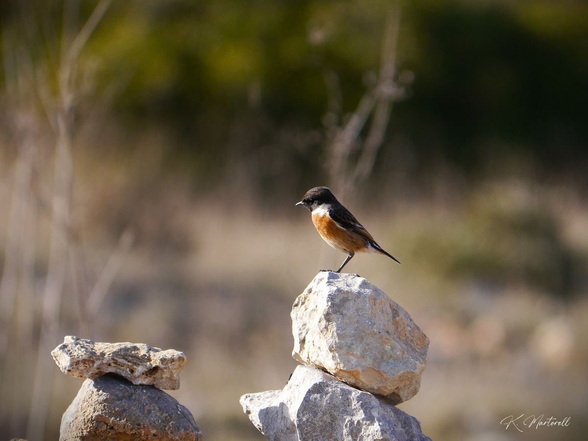 Sortie oiseaux cr\u00e9pusculaire \u00e0 Portel-des-Corbi\u00e8res