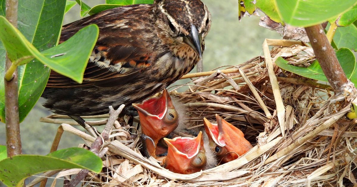 Allegheny County Park Rangers Presents Birds and Nests