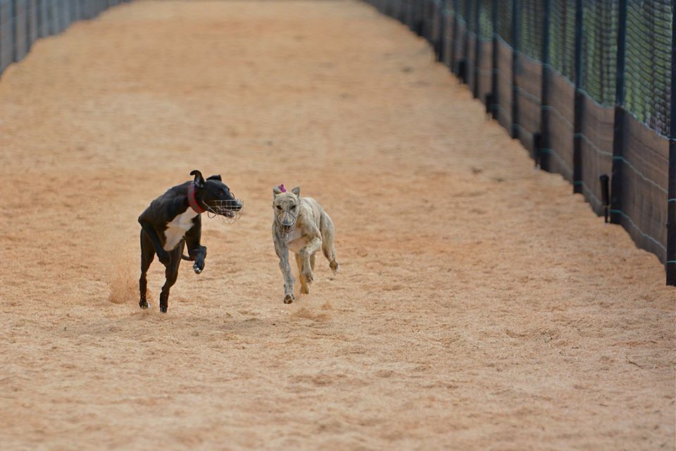 October Park Orchards Greyhound Playgroup 