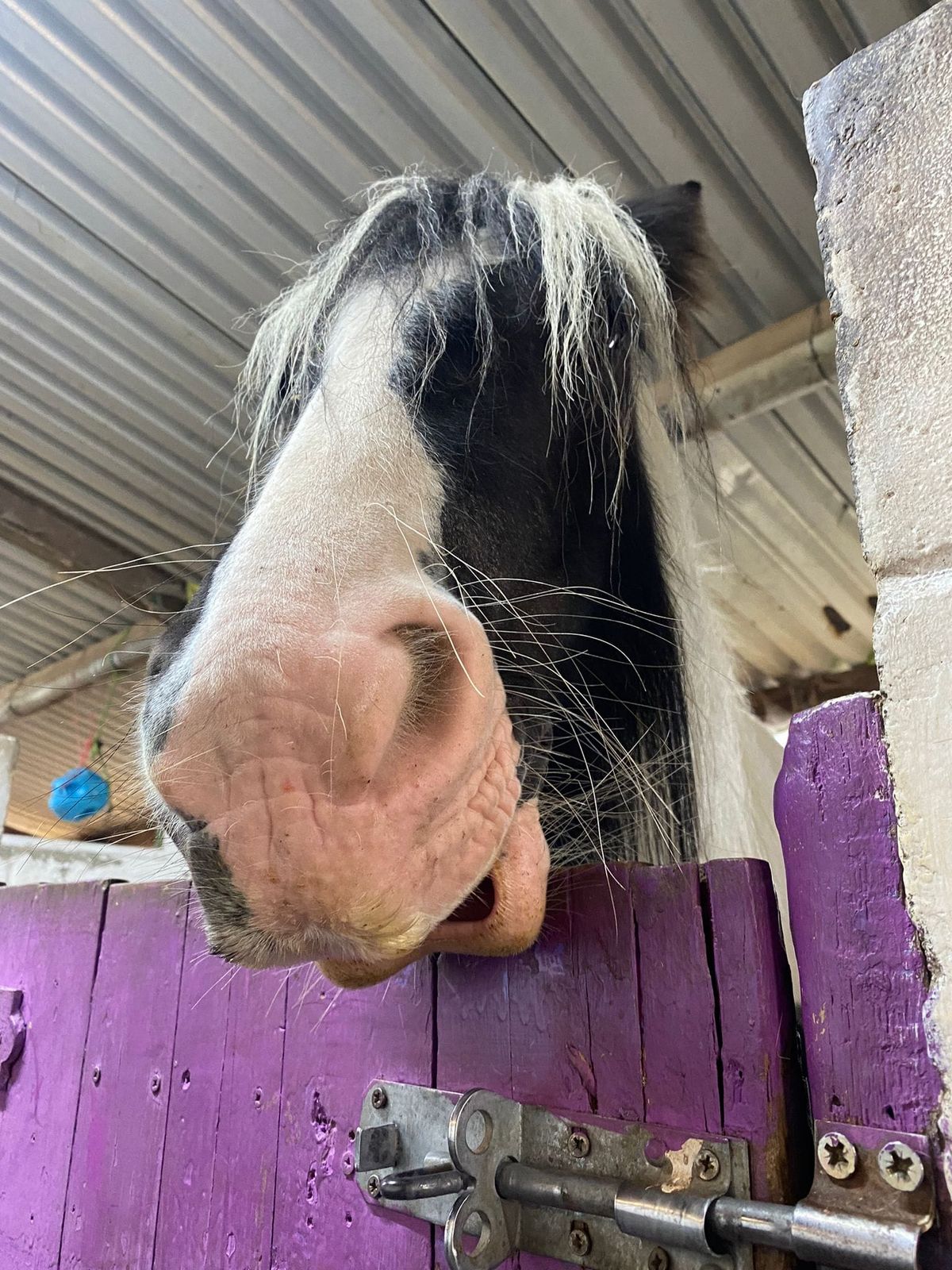 FULLY BOOKED October Half-Term Pony Days