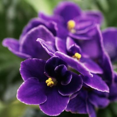 Louisiana Tri-Parish Alumnae Chapter of Delta Sigma Theta Sorority, Inc.