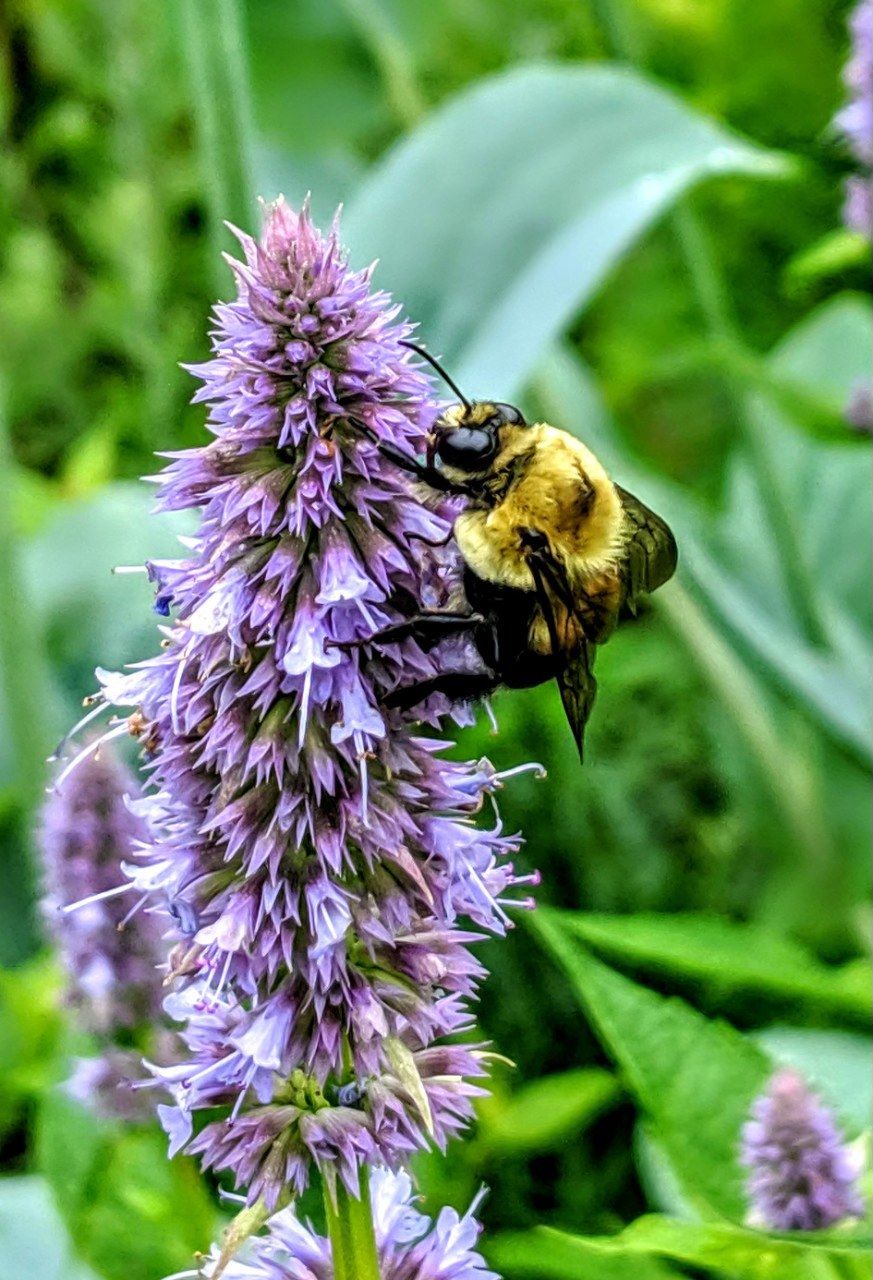 Creating a Pollinator Friendly Garden