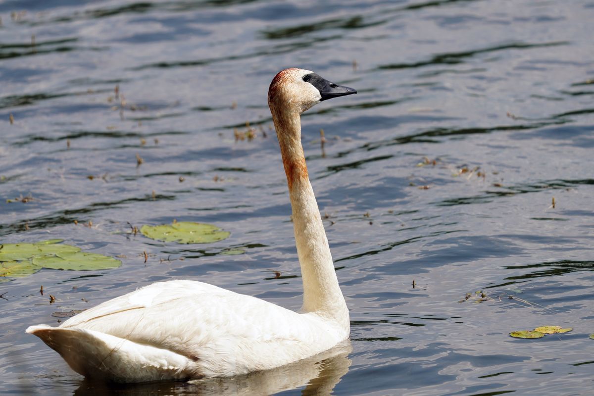 Nature Discovery Days at Old Cedar Ave: Birds and Binoculars