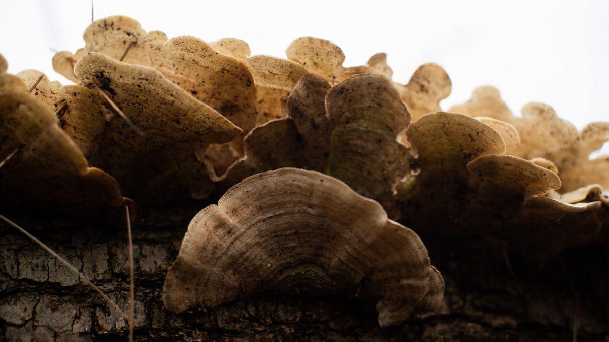 Fungi 101 Talk & Walk