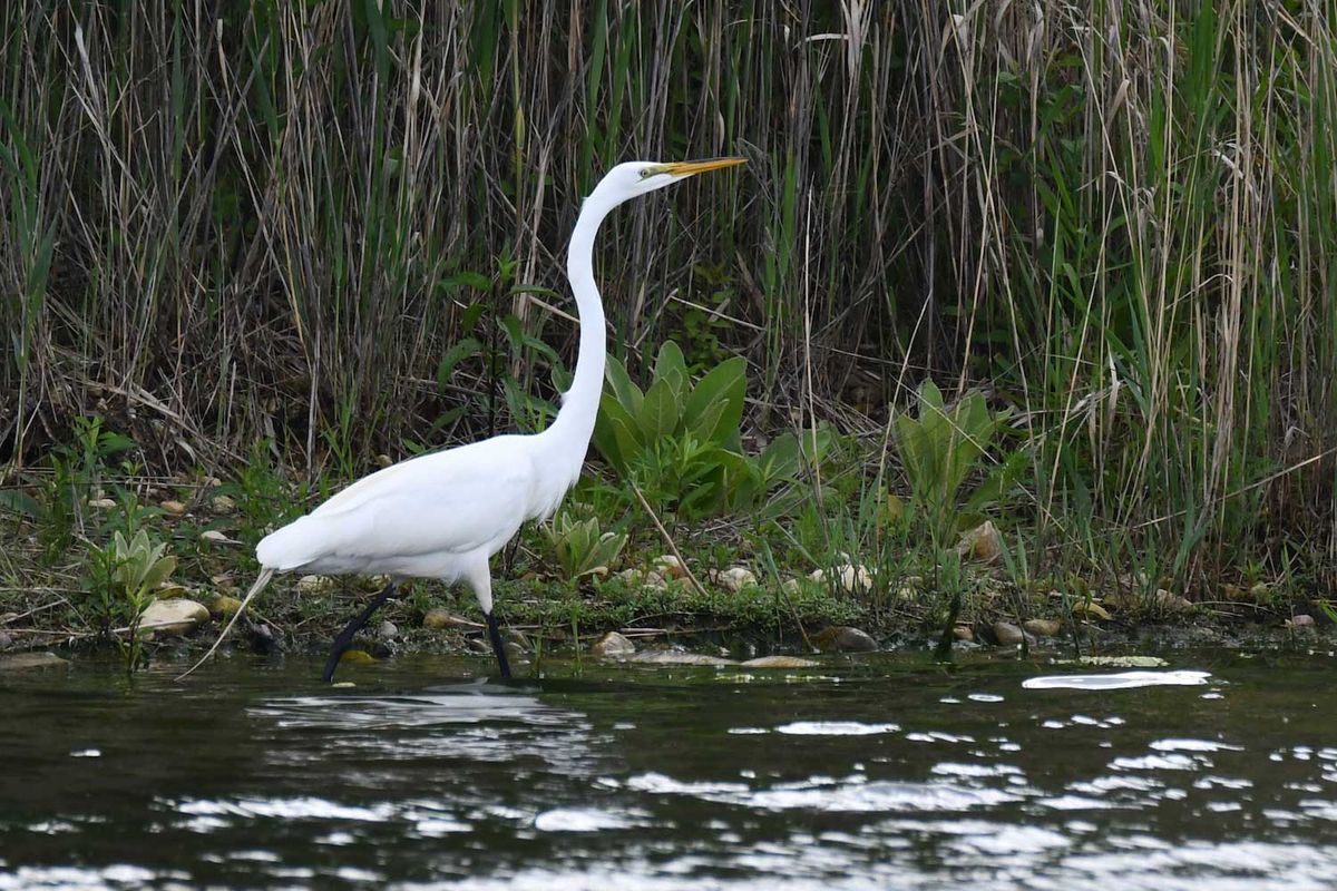 Lake Renwick Migratory Bird Hike