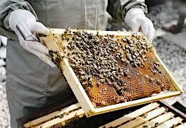 Beekeeping 101