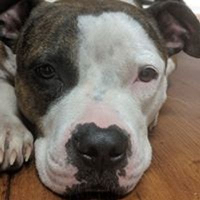 Bluegrass Bully Rescue