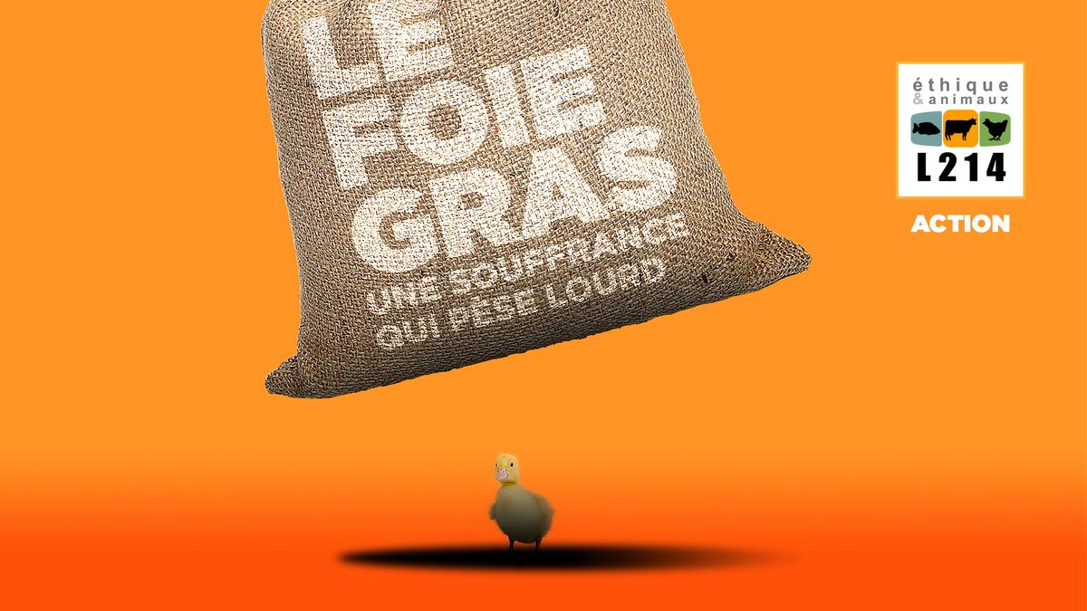 Nice - Le foie gras, une souffrance qui p\u00e8se lourd