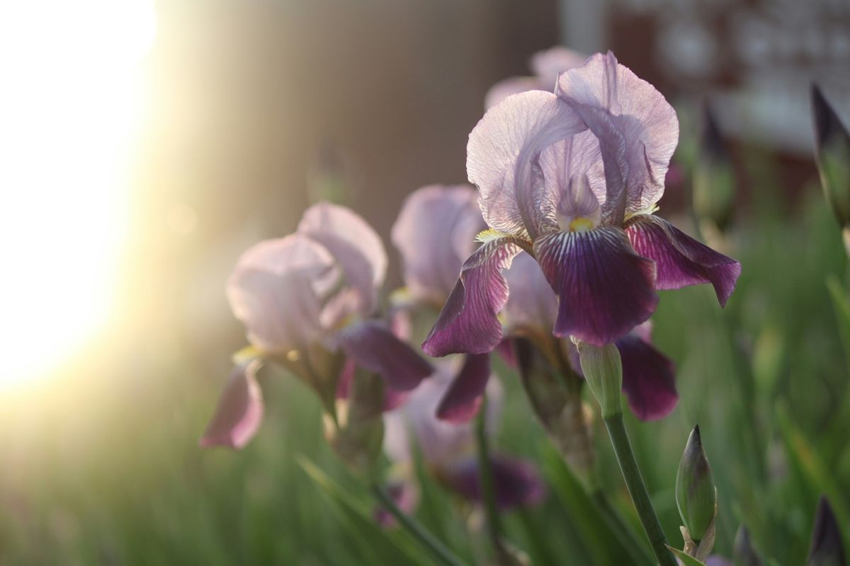 Irises with Laura Vitanova