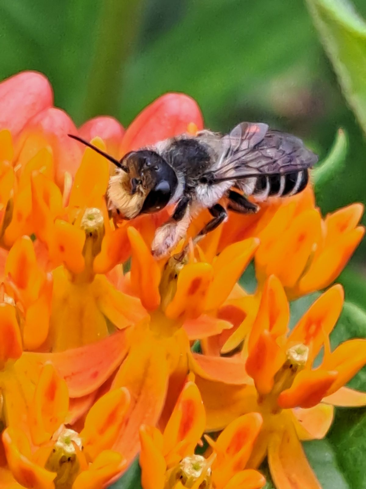 Native Bee 101, Gardening, and DIY Houses