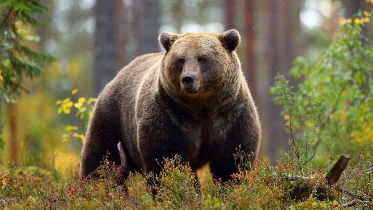 Voyage Chamanique l'esprit de l'Ours