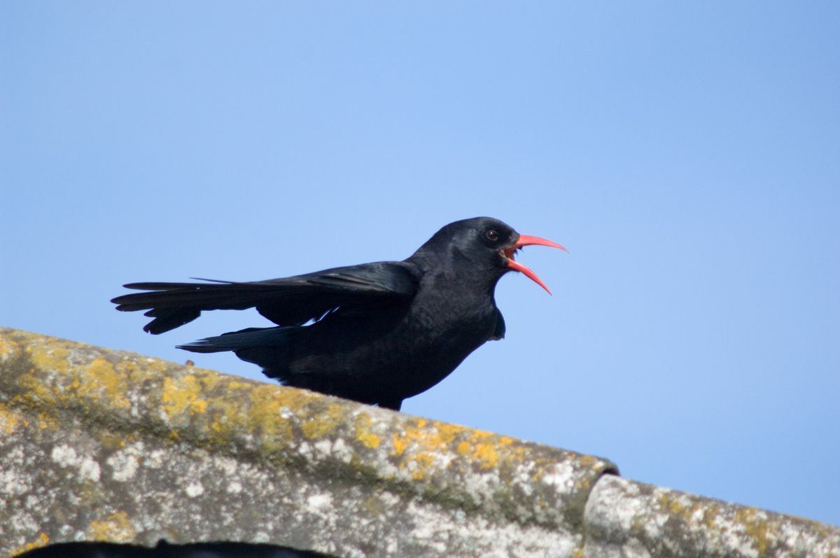 Celebrating Manx Birds III