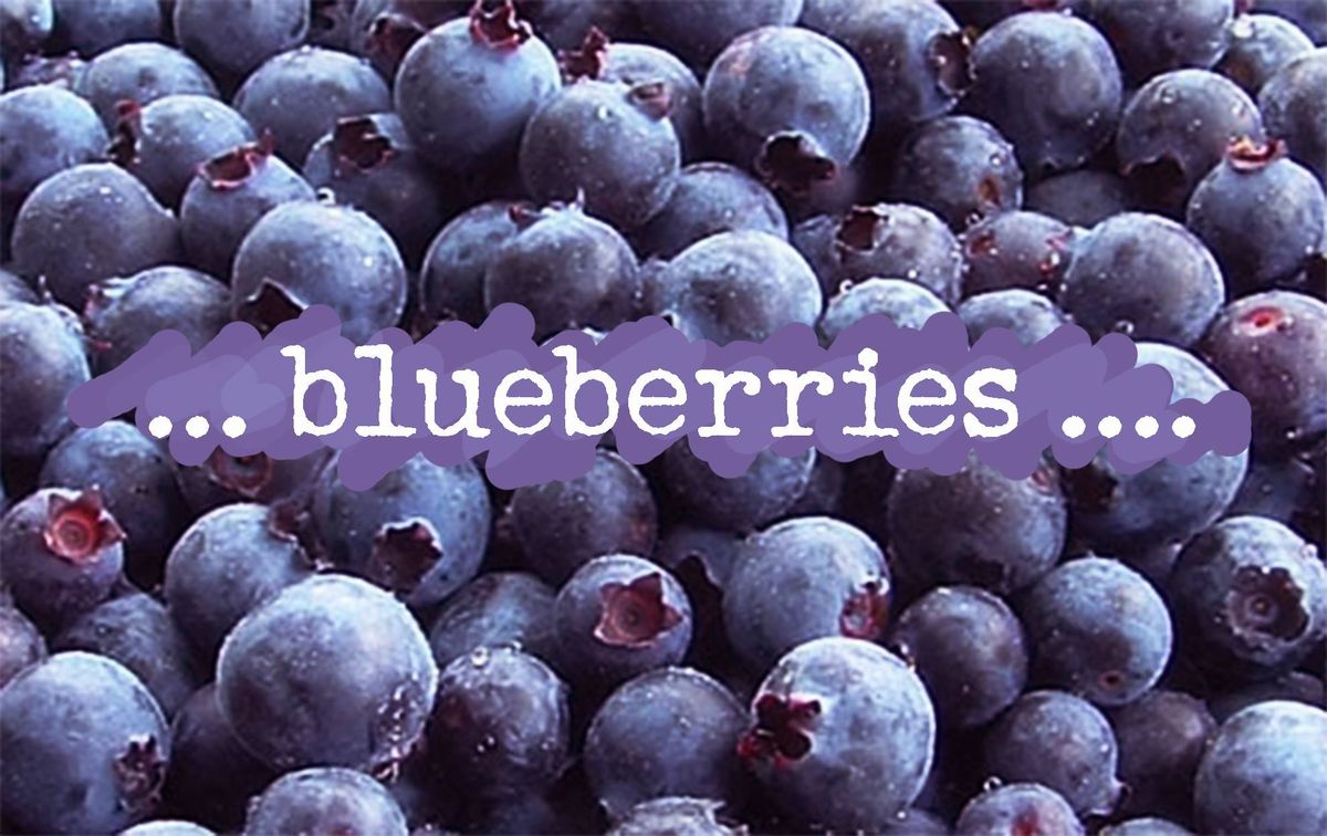 Upick Blueberries Day!