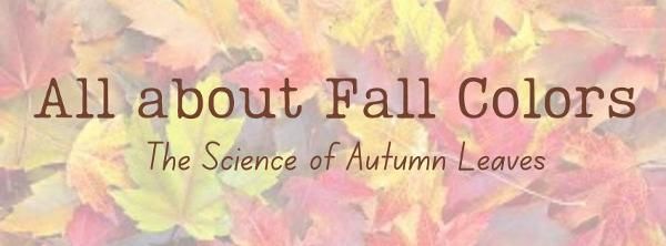 All About Fall Colors: The Science of Autumn Leaves