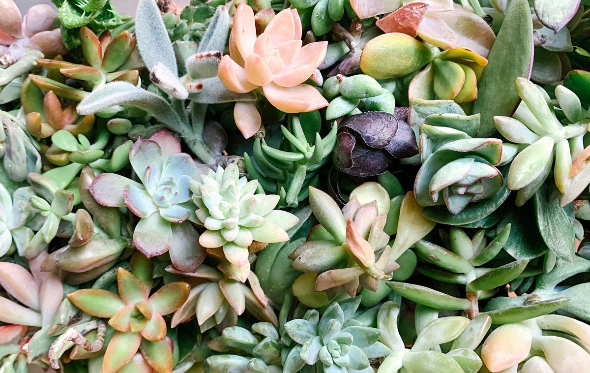 Fall Pumpkin Succulent Workshop at Recon Brewing