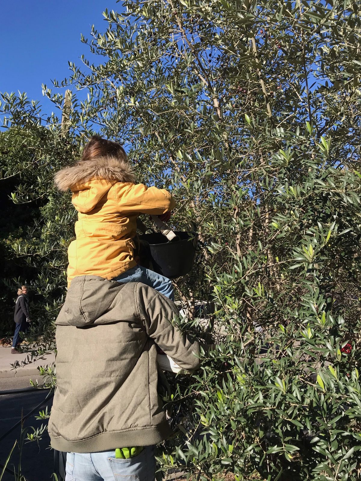 R\u00e9colte de quartier - Glanage d'olives participatif pour huile locale et partag\u00e9e