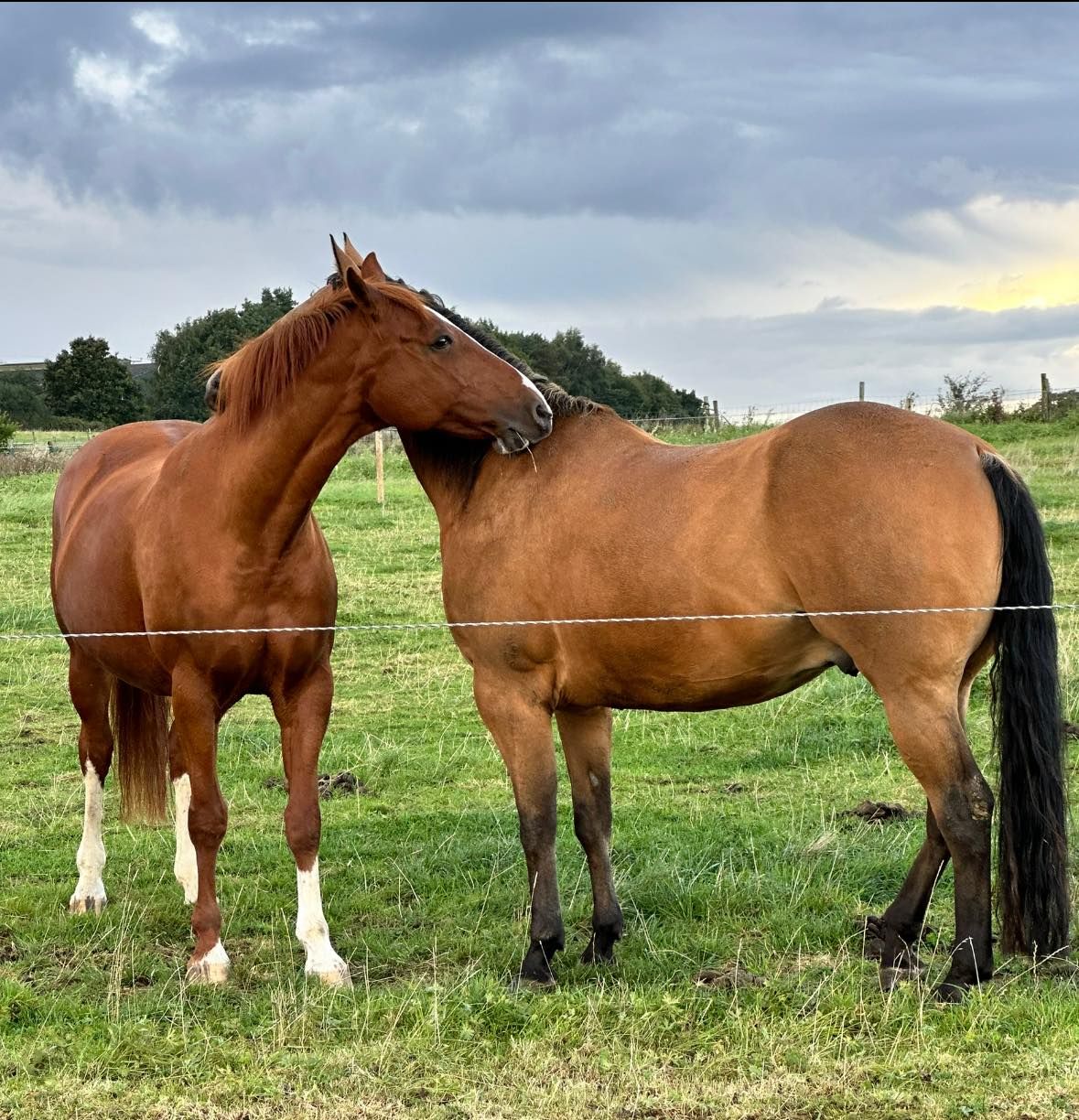 Unlock the Power of Your Position: Groundwork Horsemanship Clinic