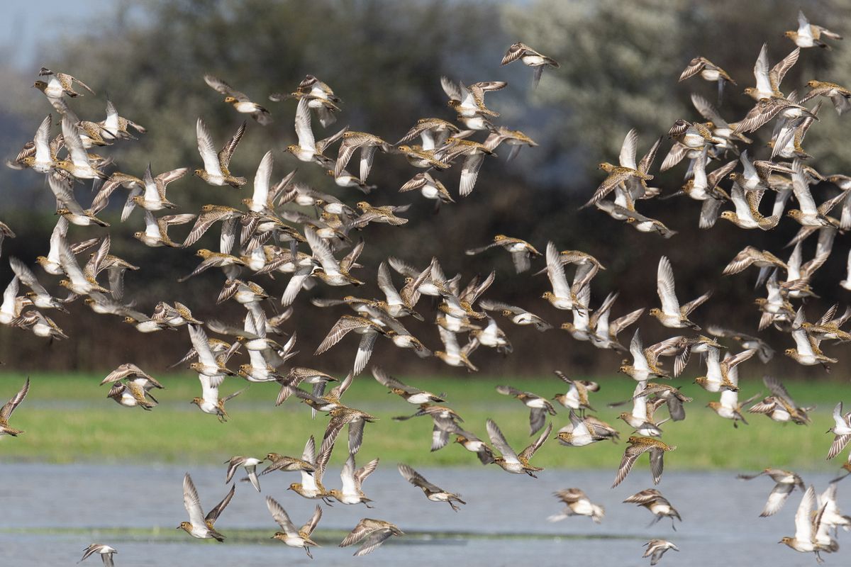 Birding for Beginners 